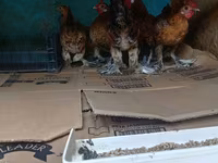 japán bantam — 2. fotó