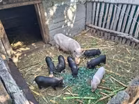 خنزير ذكر — الصورة 2