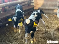 Toro, Russian Black pied cattle — foto 5