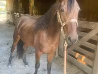 Hing, Rocky Mountain Horse — 3. fotó