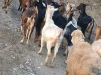 Goat, Damask goat — photo 5