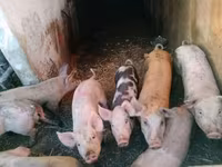 公猪, Pigs — 照片 2