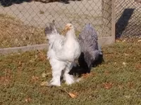 Brahma — foto 1