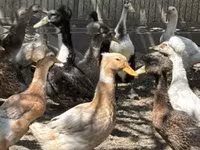 Ducks — फ़ोटो 2