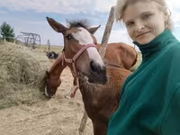 Бие, Hungarian horse breed — 2-сурет