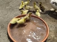 Ducks — الصورة 4