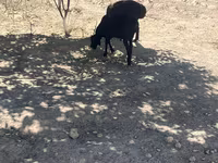 Beran, Ovce — foto 4