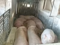 Schweine (Partie, Geschlecht nicht angegeben), Schweine — Foto 7