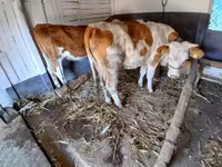 母牛, Simmental cattle — 照片 4