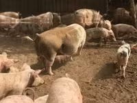 母猪, Pigs — 照片 4