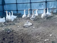Geese — फ़ोटो 1