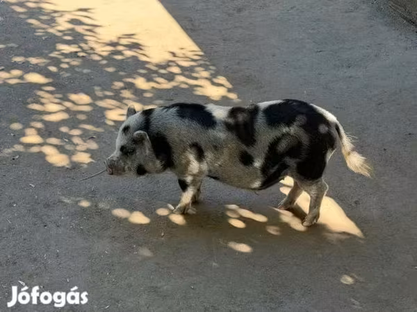 Süldőanya, Sertések — Magyarország