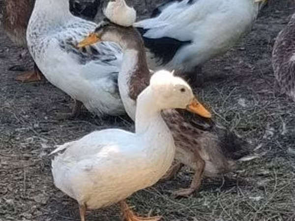 Crested