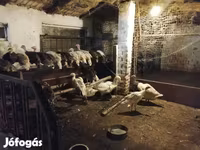 Turkeys — Foto 3