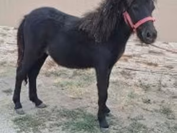 Hing, Shetland Pony
