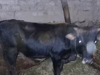 गाय, जंगली याक — फ़ोटो 1