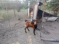 बकरा, Nubian Goat — फ़ोटो 1