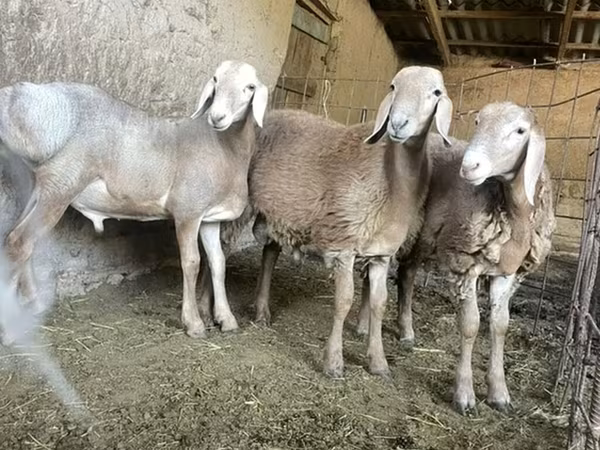 Qoç, Qoyunlar