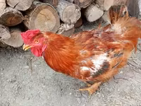 Chickens — photo 1