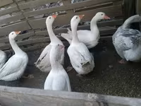 Geese — 1-сурет