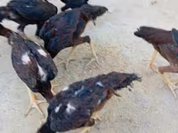 Chickens — zdjęcie 4