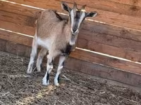 母山羊, West African dwarf goats — 照片 4