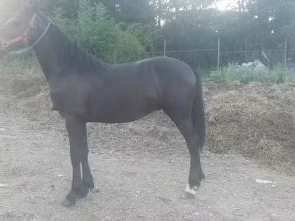 Cheval, Friesian