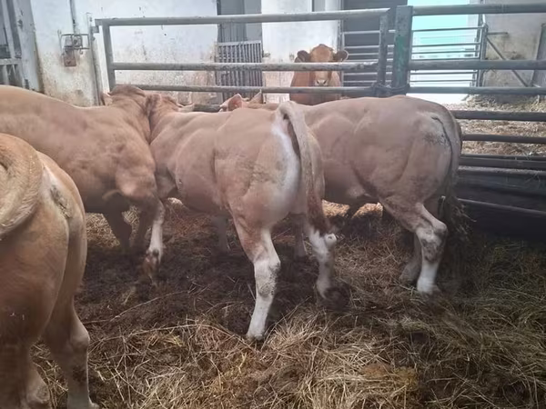 Bika, Blonde d’Aquitane cattle