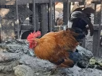 Chickens — 2-сурет