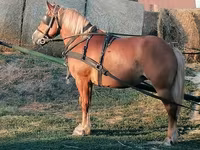 Klisna, Haflinger — foto 2