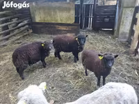 Schaf, Southdown sheep — Foto 1