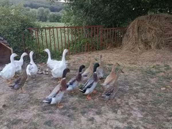 Ducks — Hungary