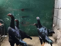 galinhas Shamo — foto 2
