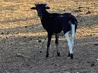 绵羊（批次，未指定性别）, Cameroon sheep — 照片 3