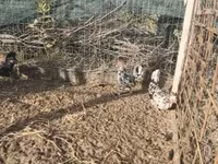 galinha dinamarquesa — foto 4