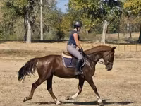 Mare, Hungarian horse breed — photo 1