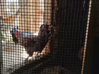 Chickens — 2. fotó