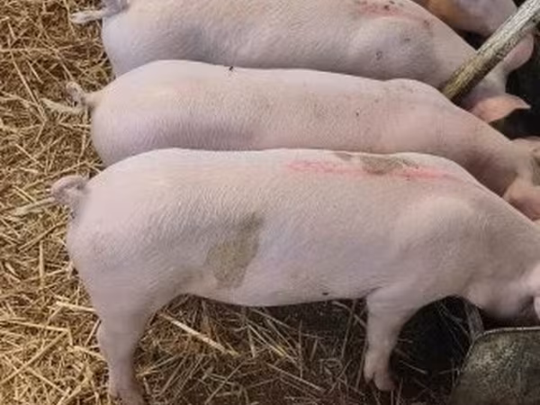 Sow, Крупная белая