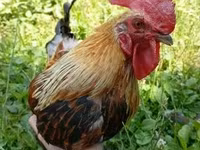 Chickens — 2-сурет