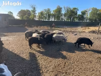كبش, Racka sheep — الصورة 2