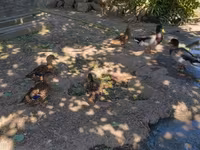Ducks — foto 3