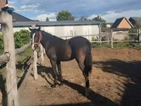 Yegua, Dutch warmblood horse — foto 4