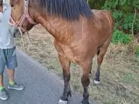 公马, Horses — 照片 2