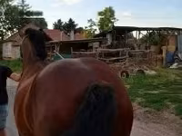 母马, Horses — 照片 1