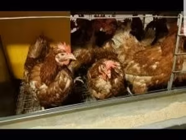 Chickens — Magyarország
