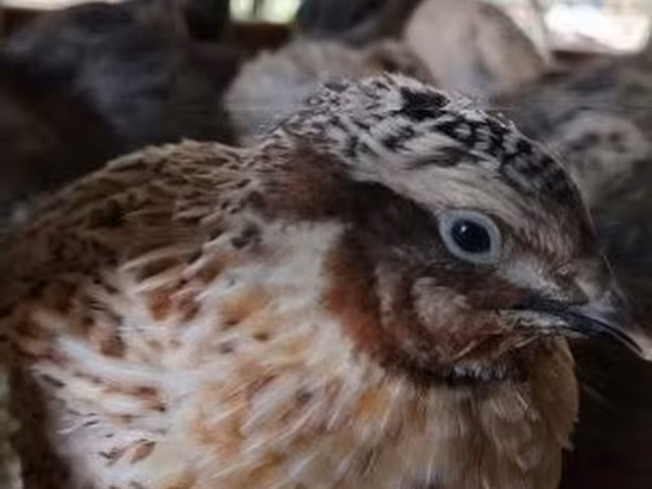 Quails