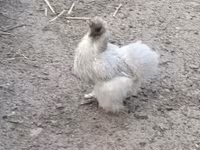 Danish hen — photo 3