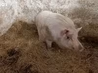 公猪, Вьетнамская вислобрюхая — 照片 4
