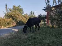 Carnero, Red Karaman sheep — foto 2