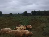 Qoyunlar (partiya, cinsi göstərilməyib), Qoyunlar — foto 6